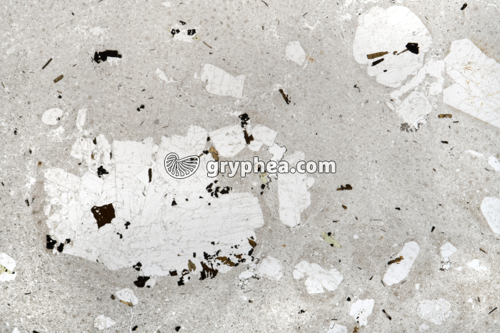 Trachyte LPNA x1,6 - gryphea.com